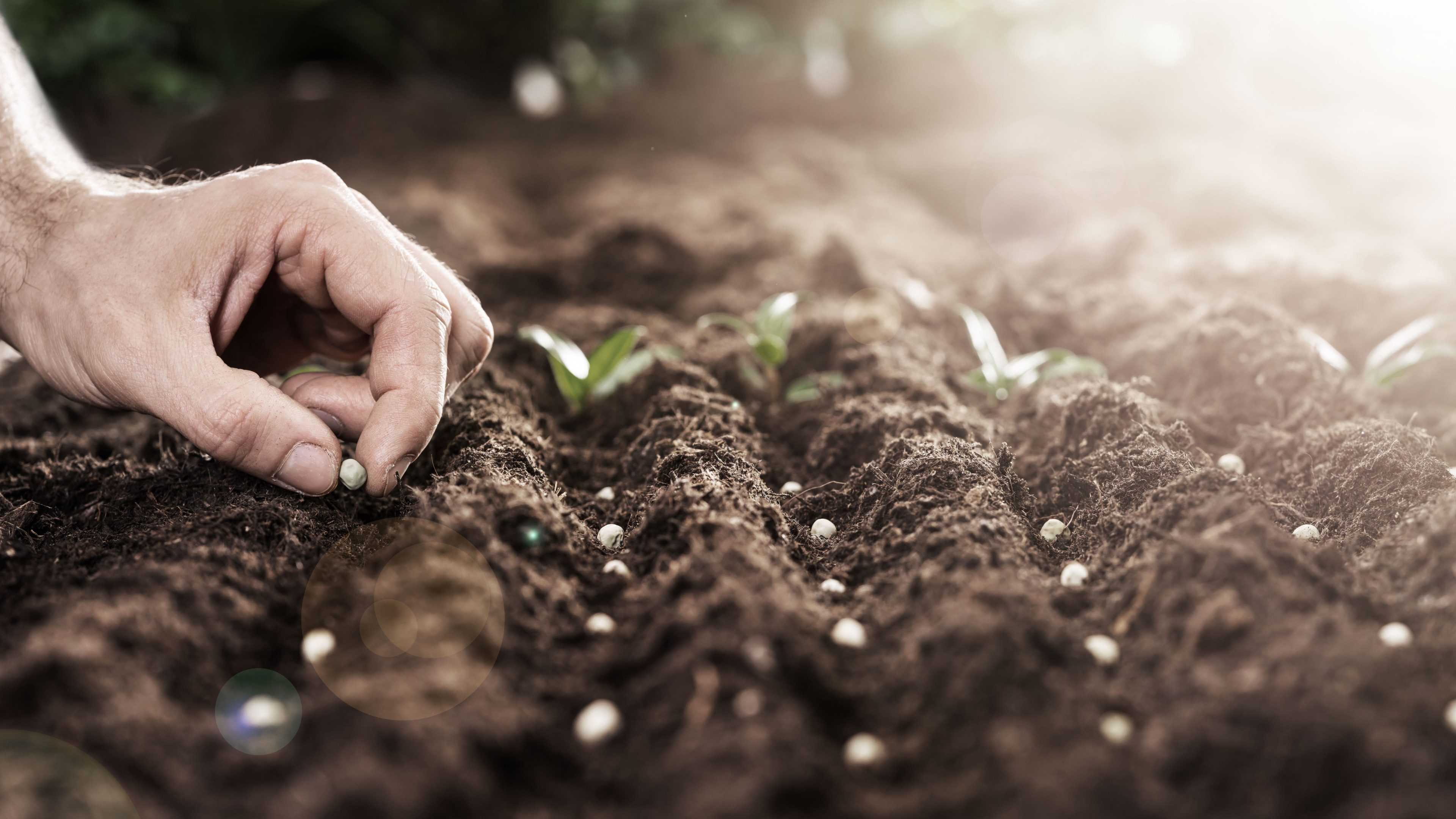 Farmer's Hand Planting Seeds In Soil In Rows